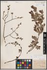 Foto von Salix aurita L.